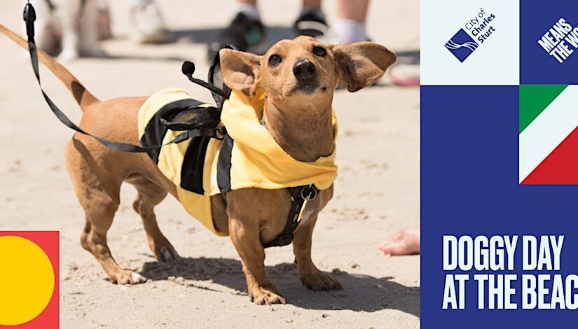 Photo of a dog on a beach